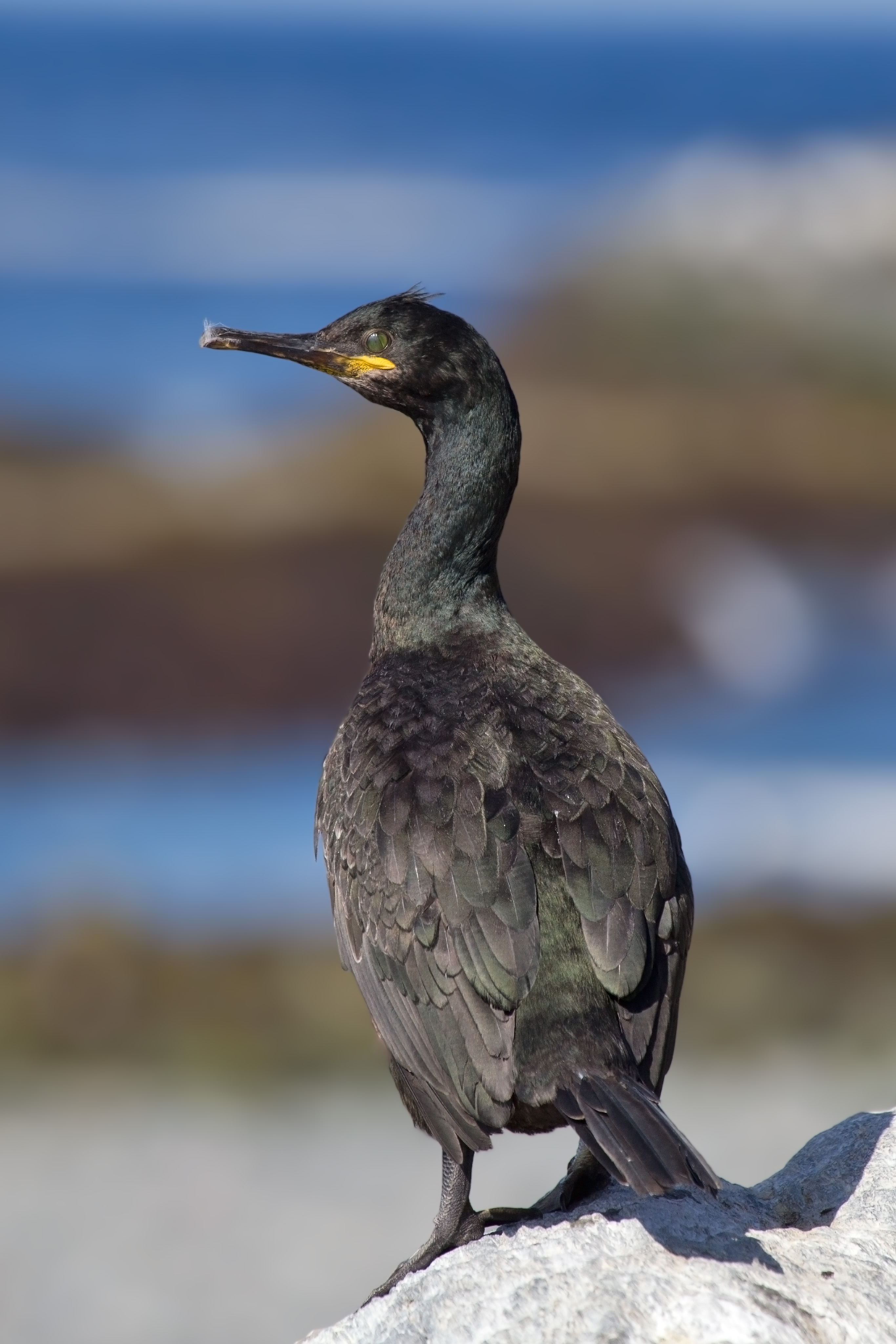 European Shag wallpaper