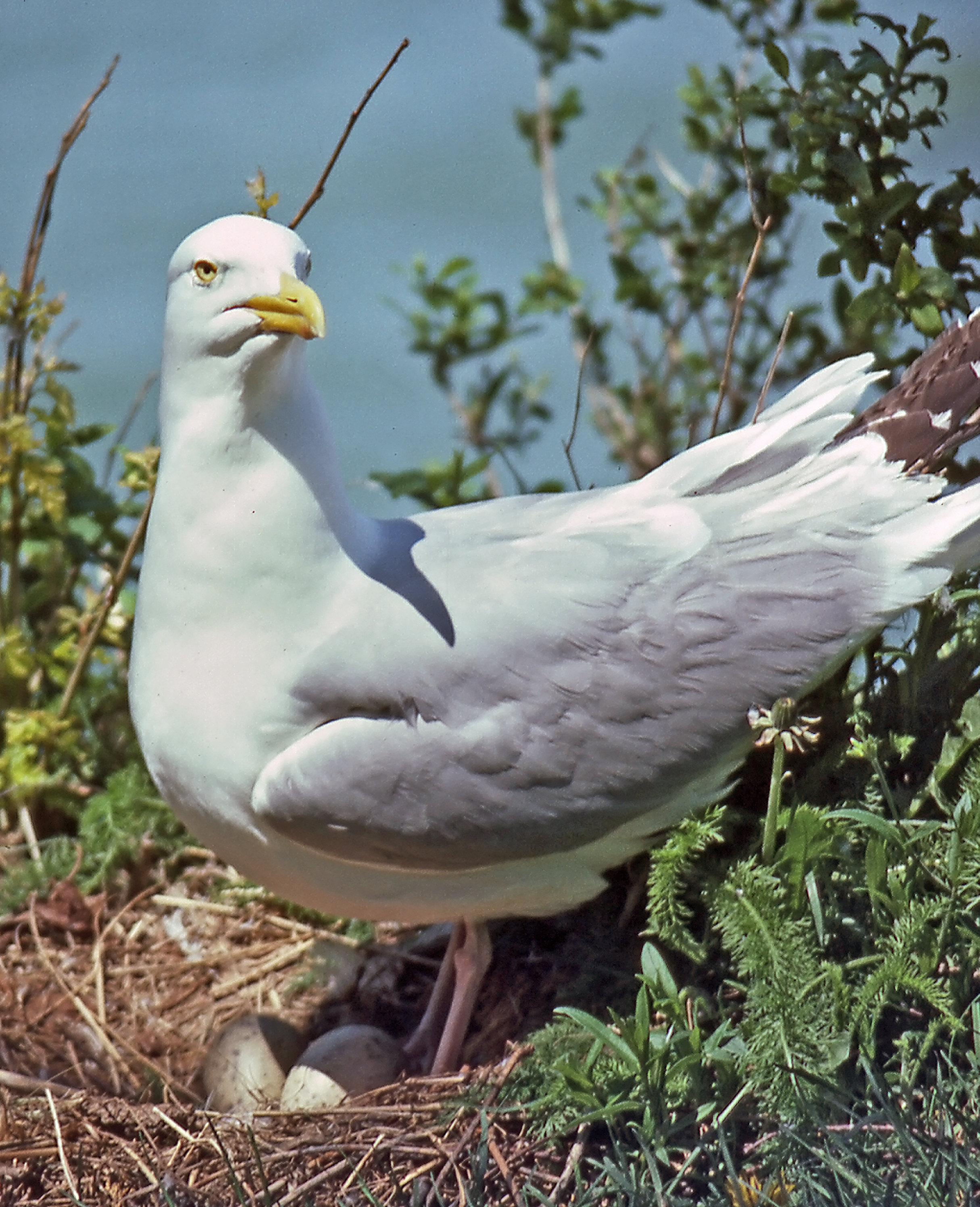 Herring Gull wallpaper