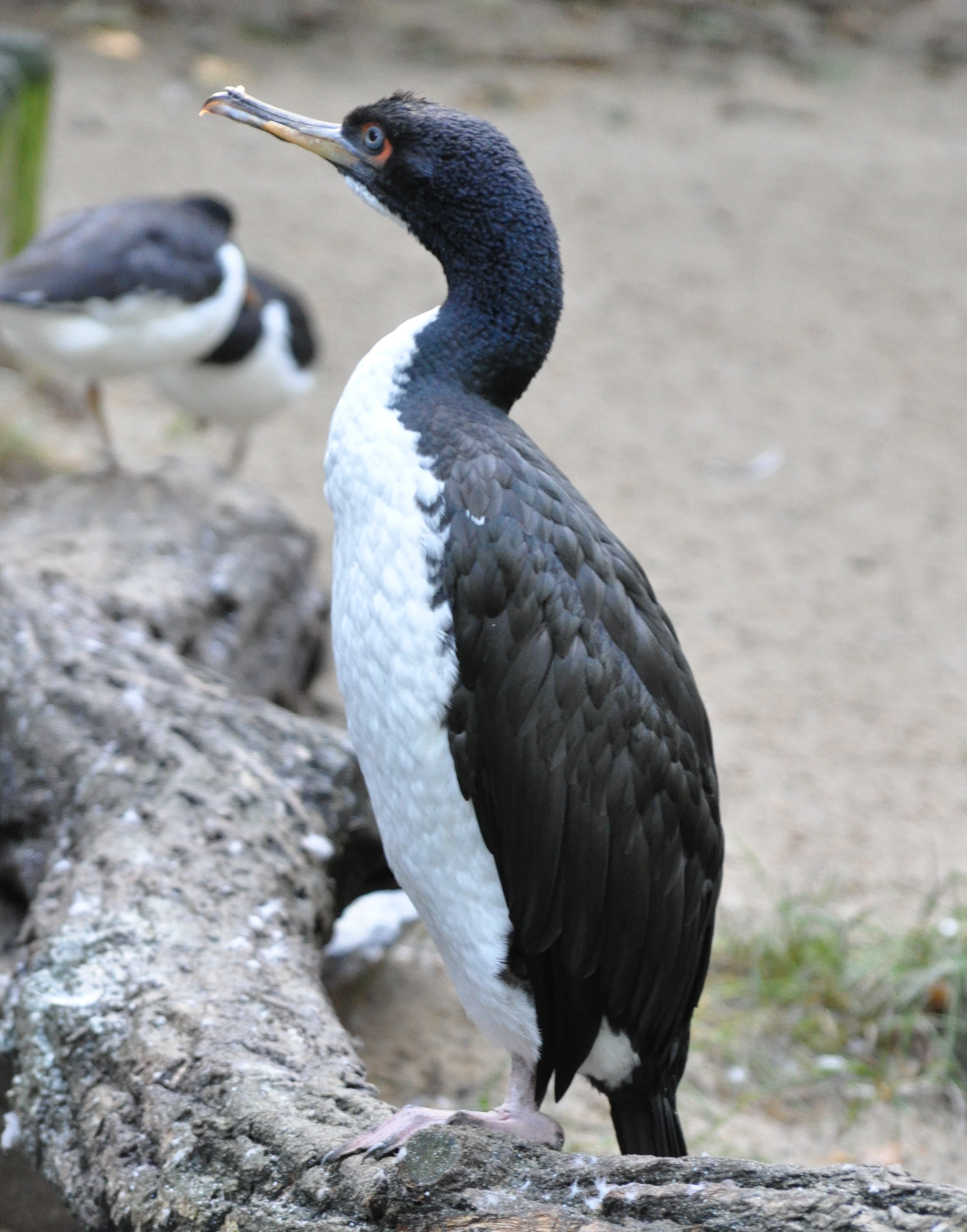 Guanay Cormorant wallpaper