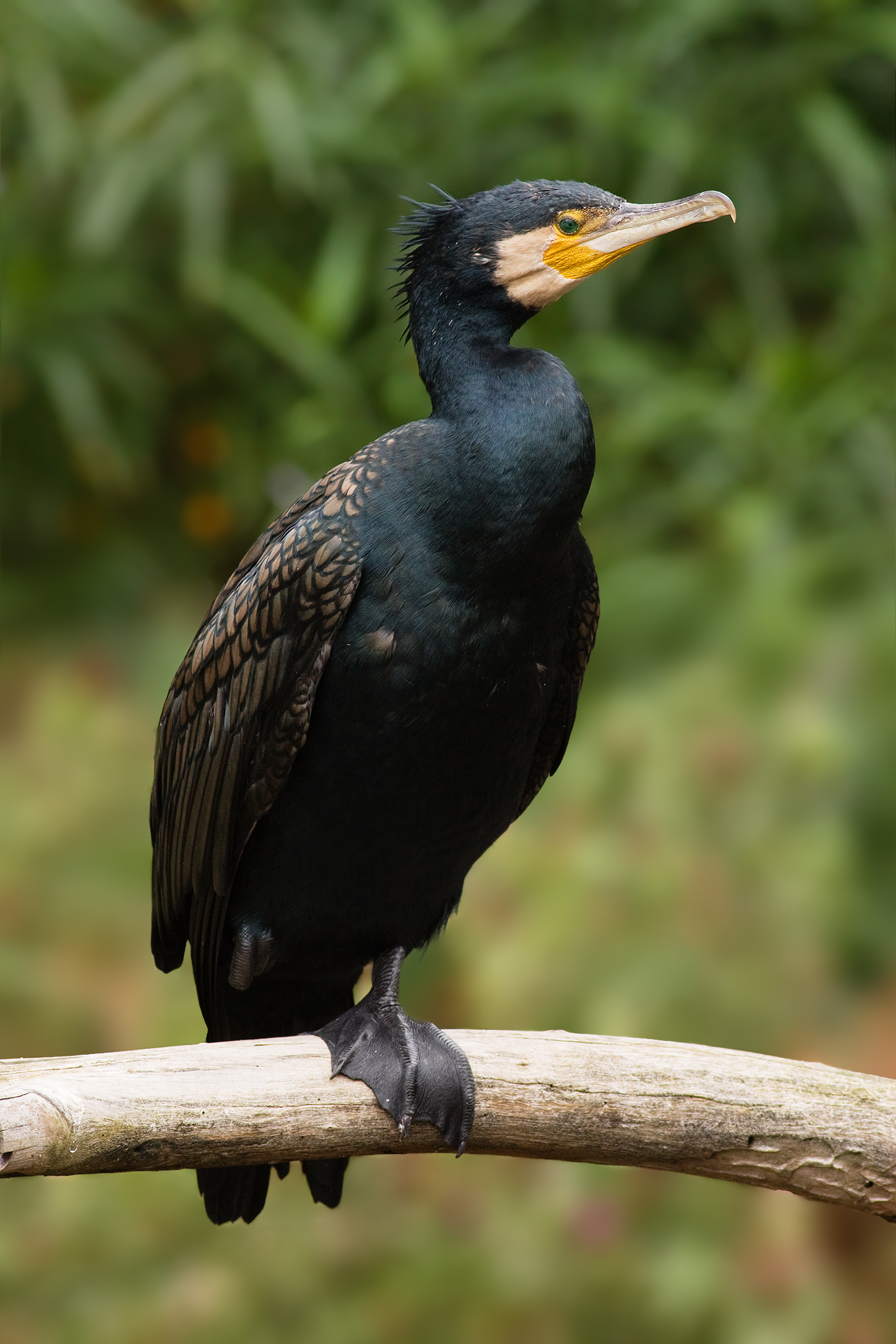 Great Cormorant wallpaper