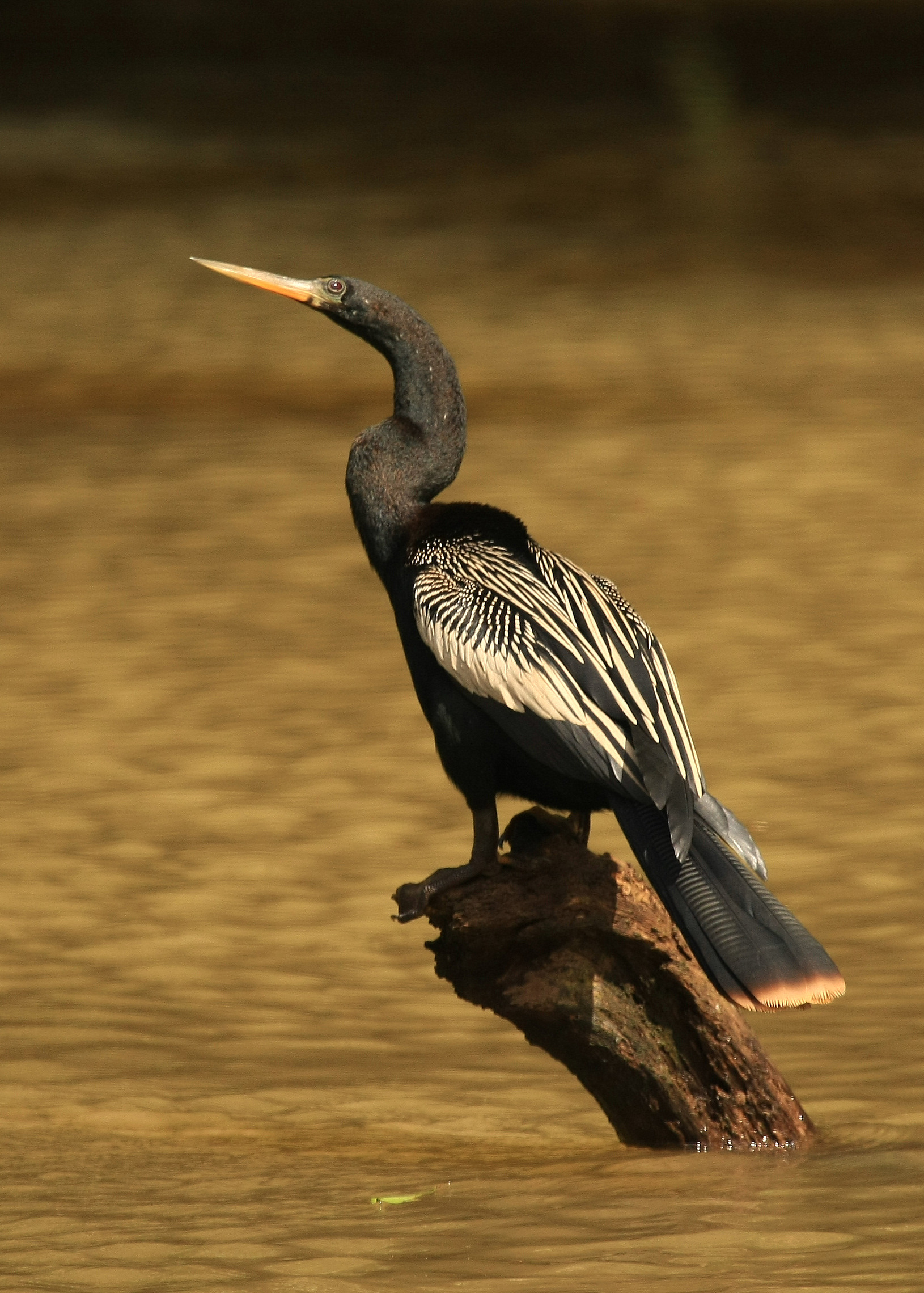 Anhinga wallpaper