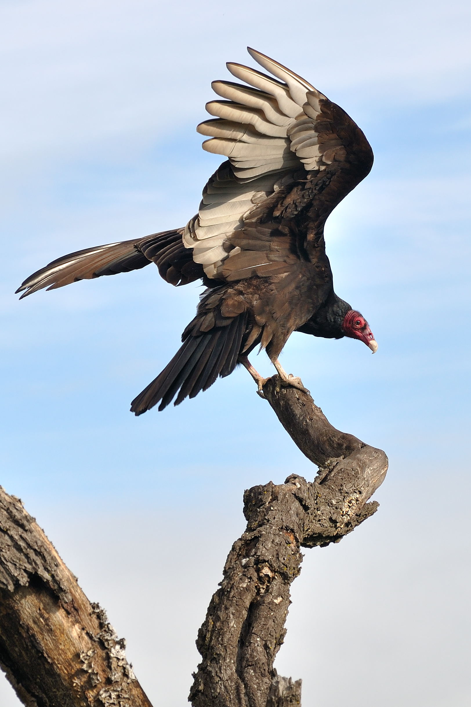 Turkey Vulture wallpaper