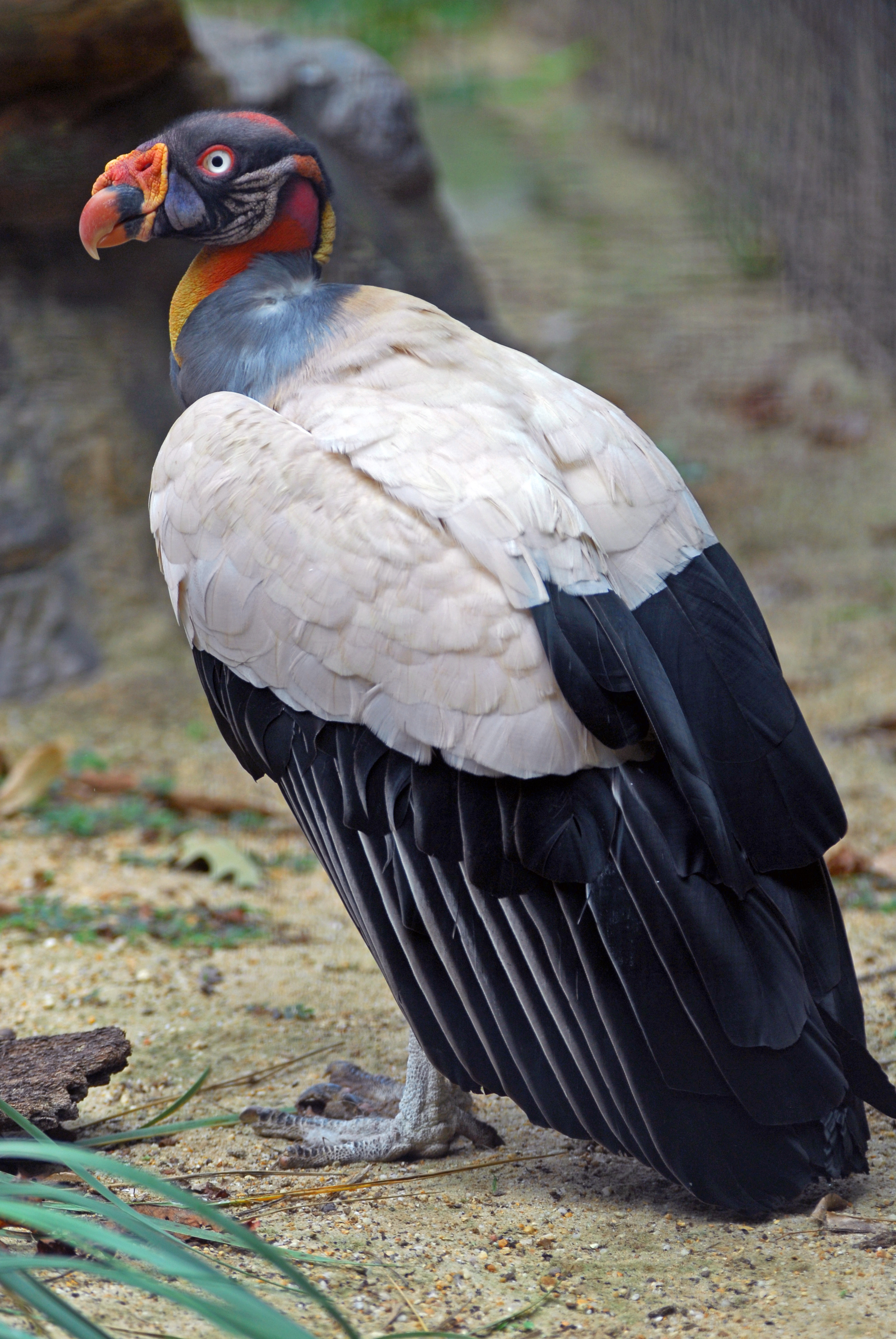 King Vulture wallpaper