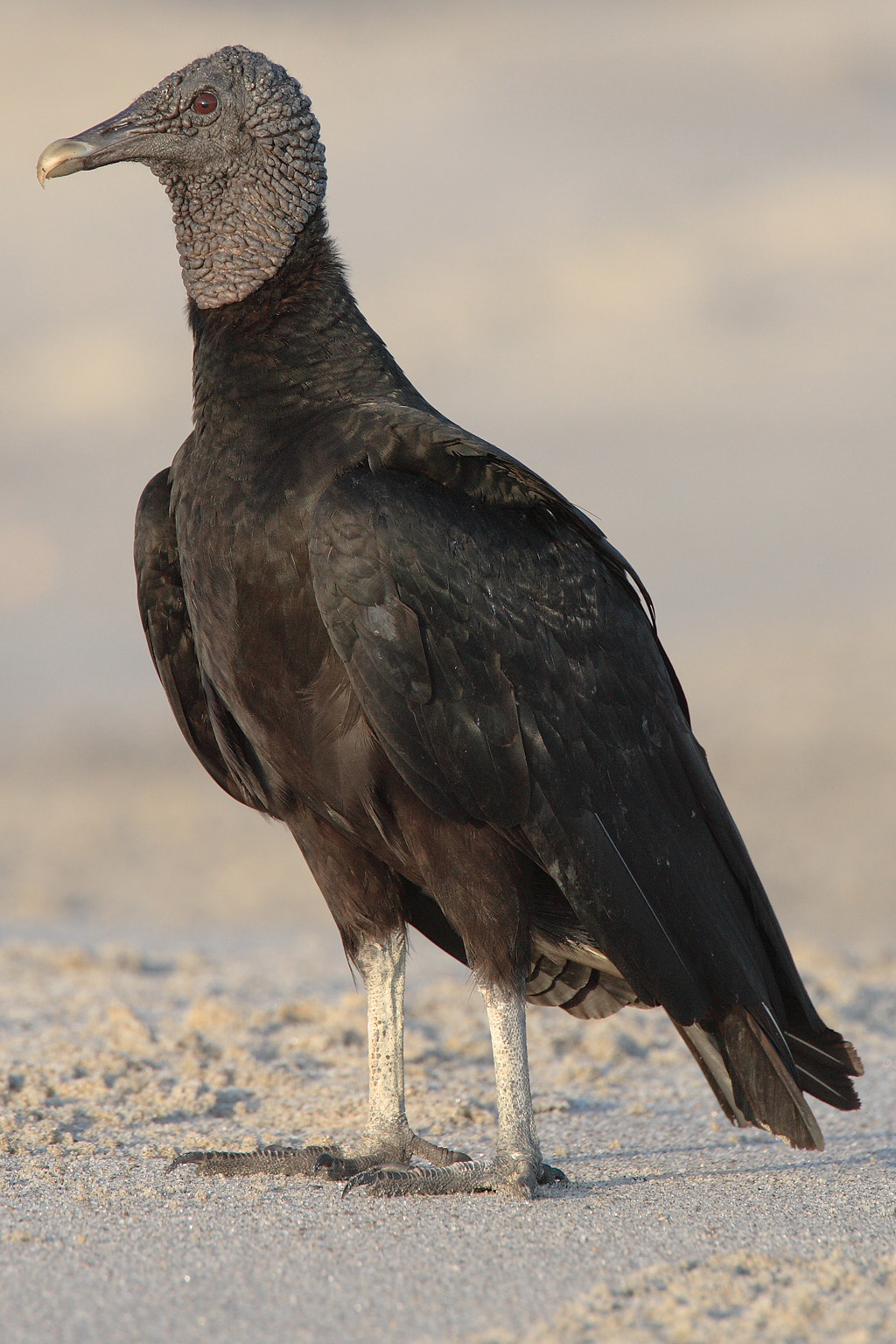 Black vulture wallpaper