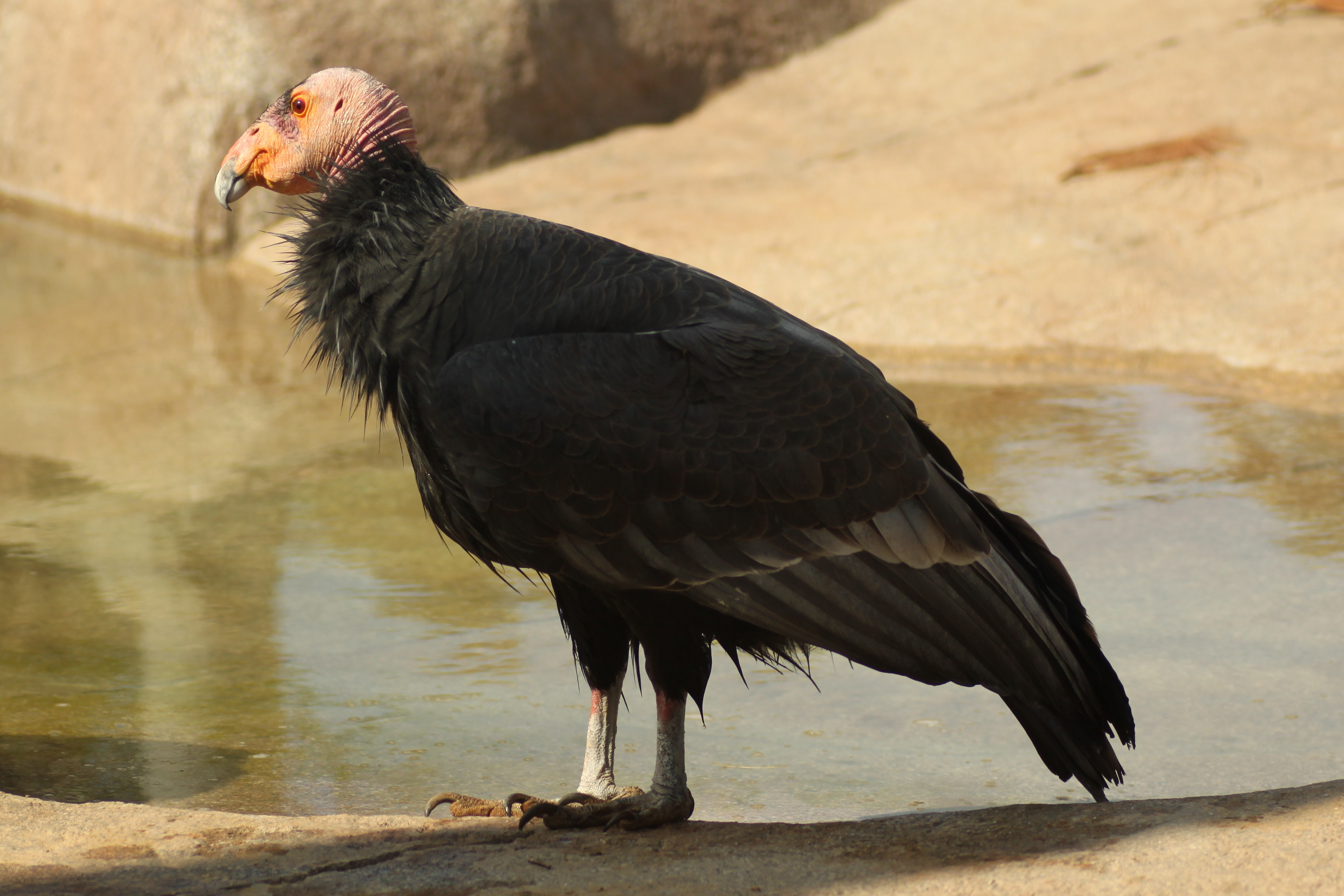 California Condor wallpaper