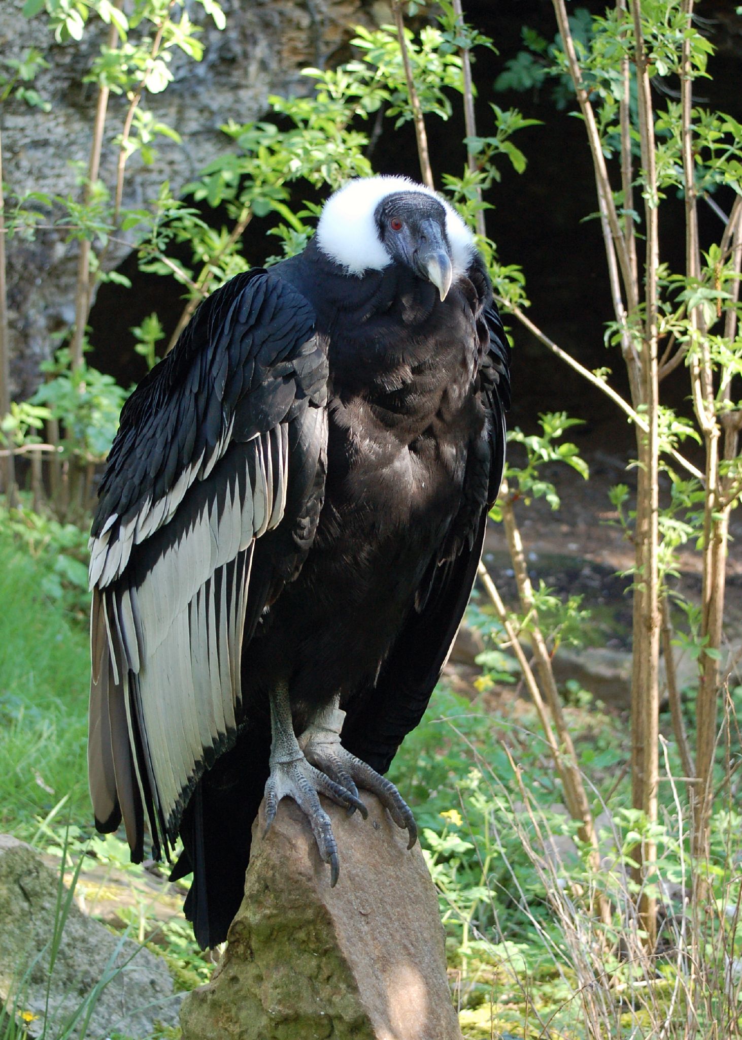 Andean Condor wallpaper