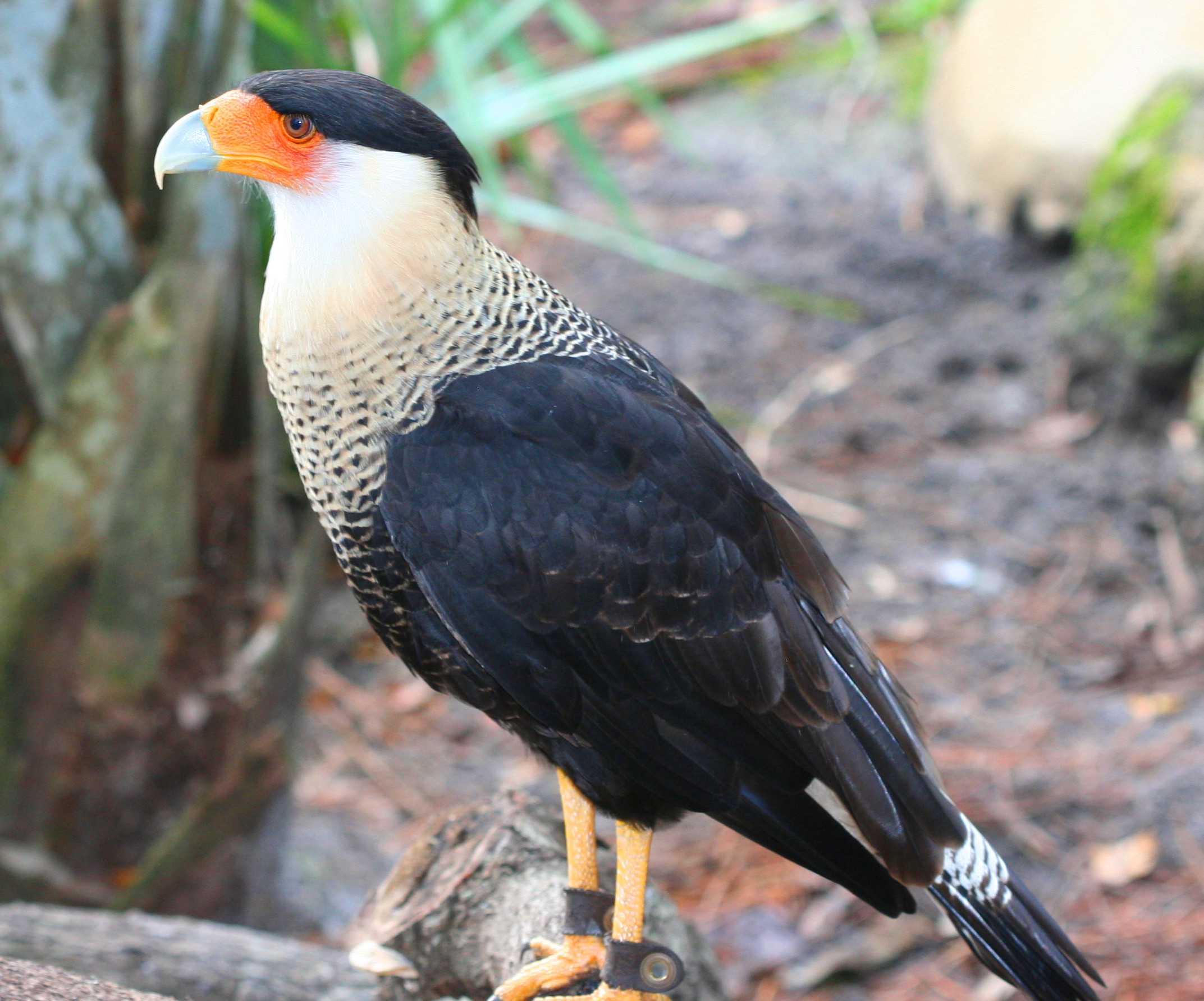 Northern Crested Caracara wallpaper