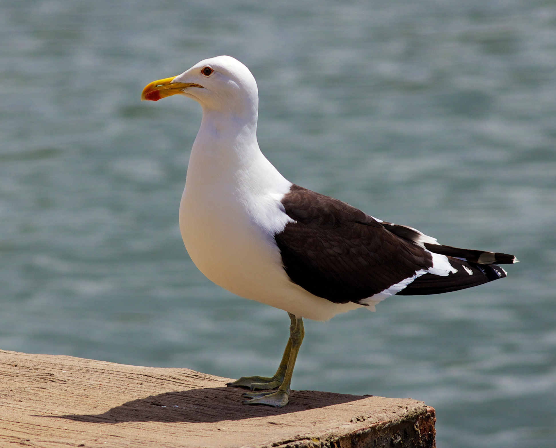 Kelp Gull wallpaper