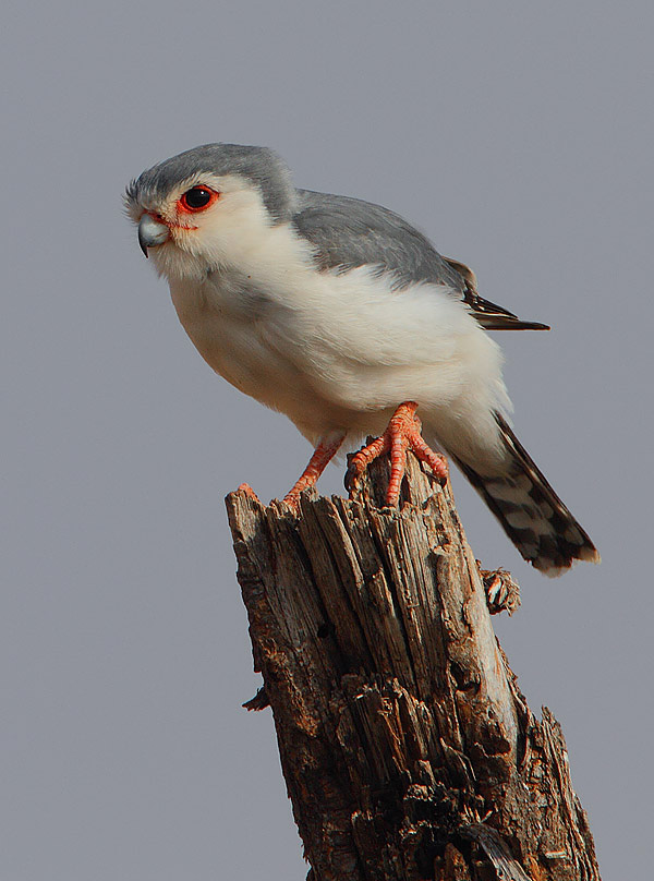 Pygmy Falcon wallpaper