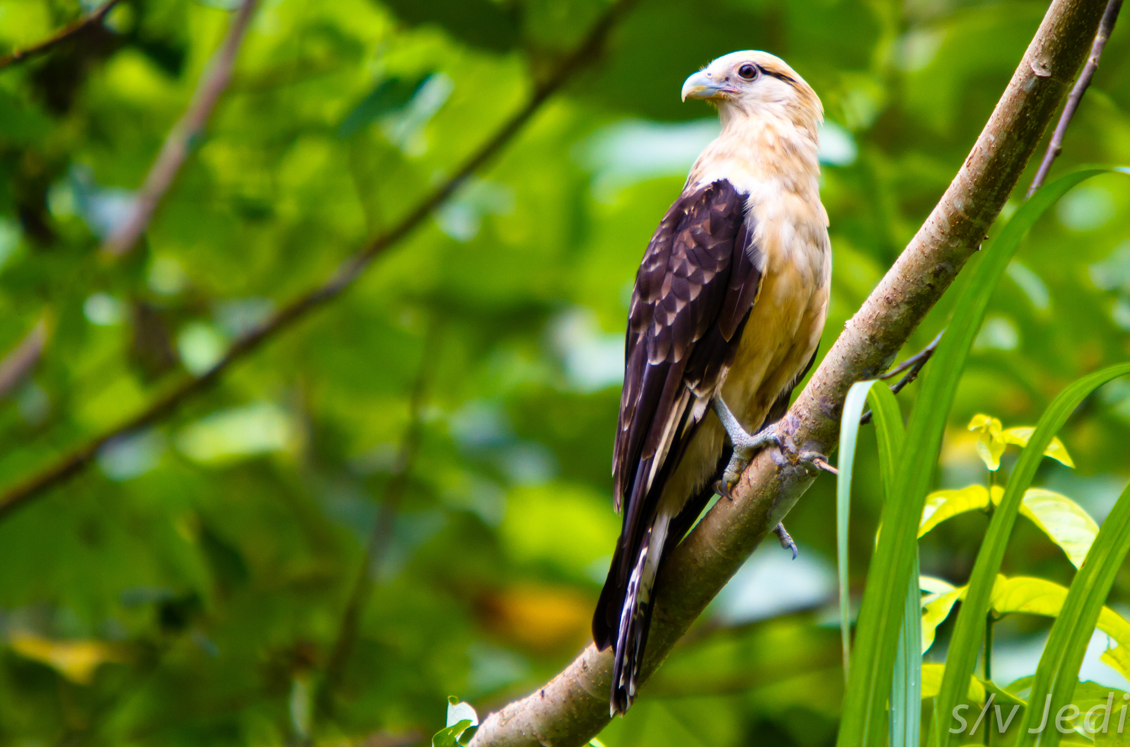 Yellow-headed Caracara wallpaper