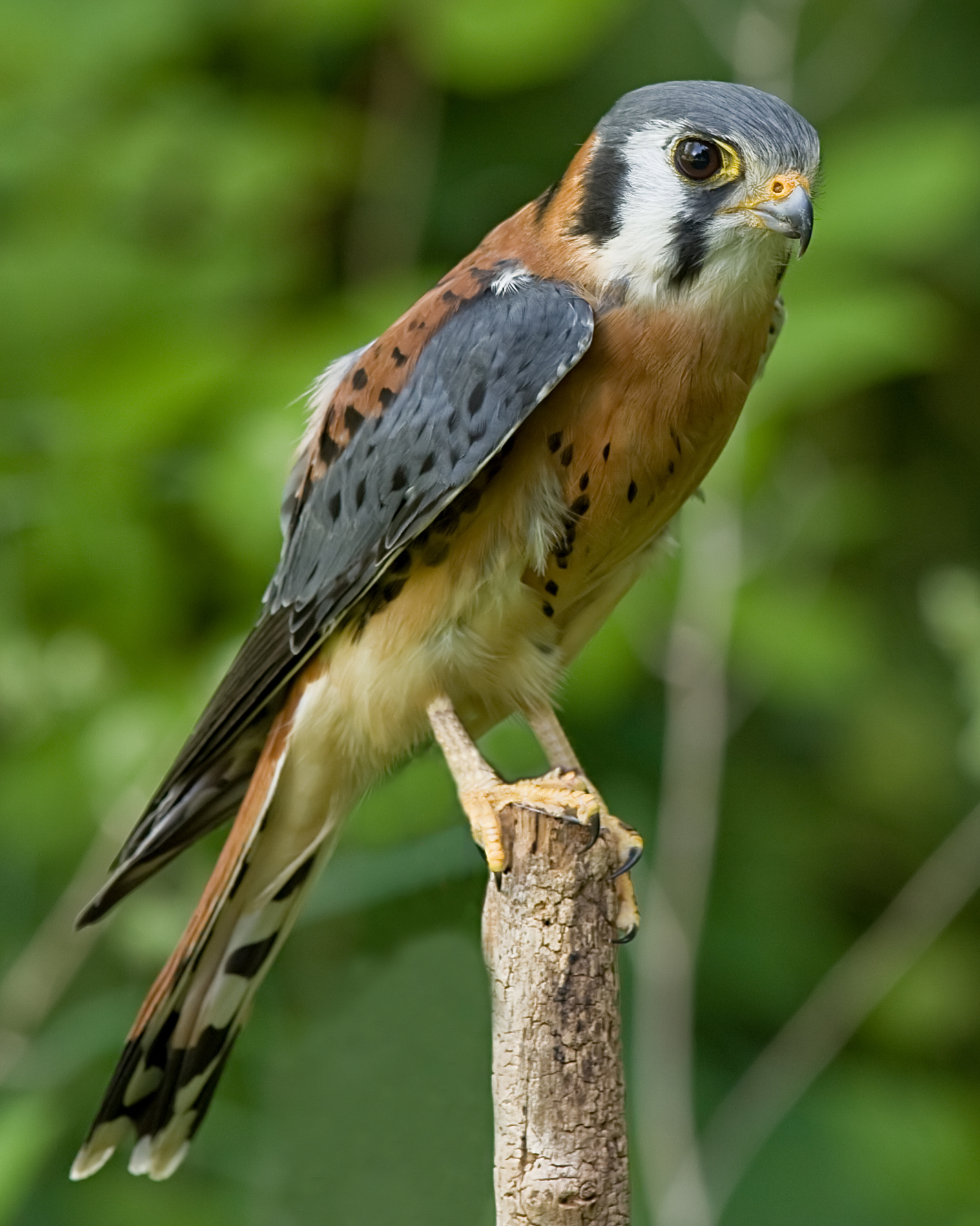 American Kestrel wallpaper