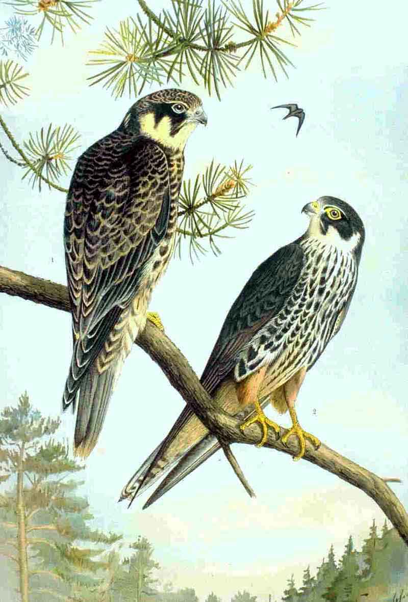 Eurasian Hobby wallpaper