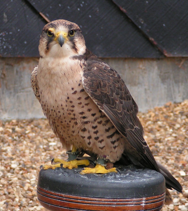 Lanner Falcon wallpaper