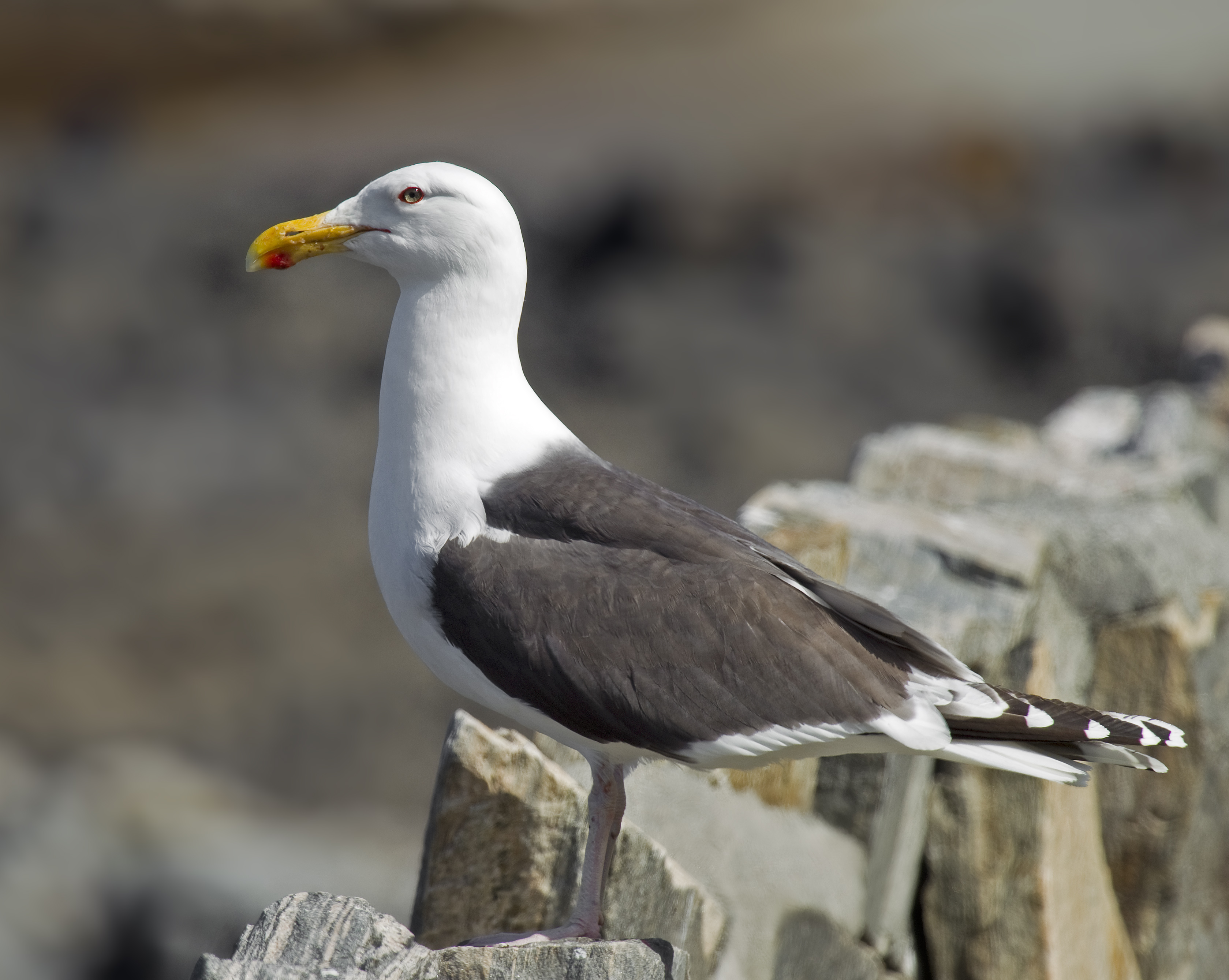 Great Black-backed Gull wallpaper