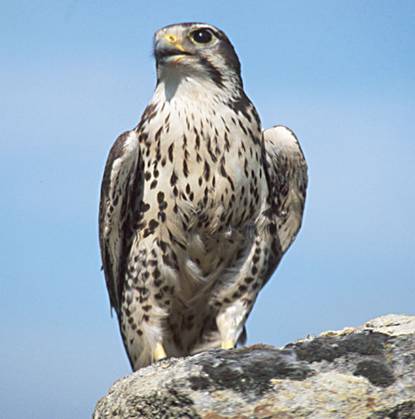 Prairie Falcon wallpaper