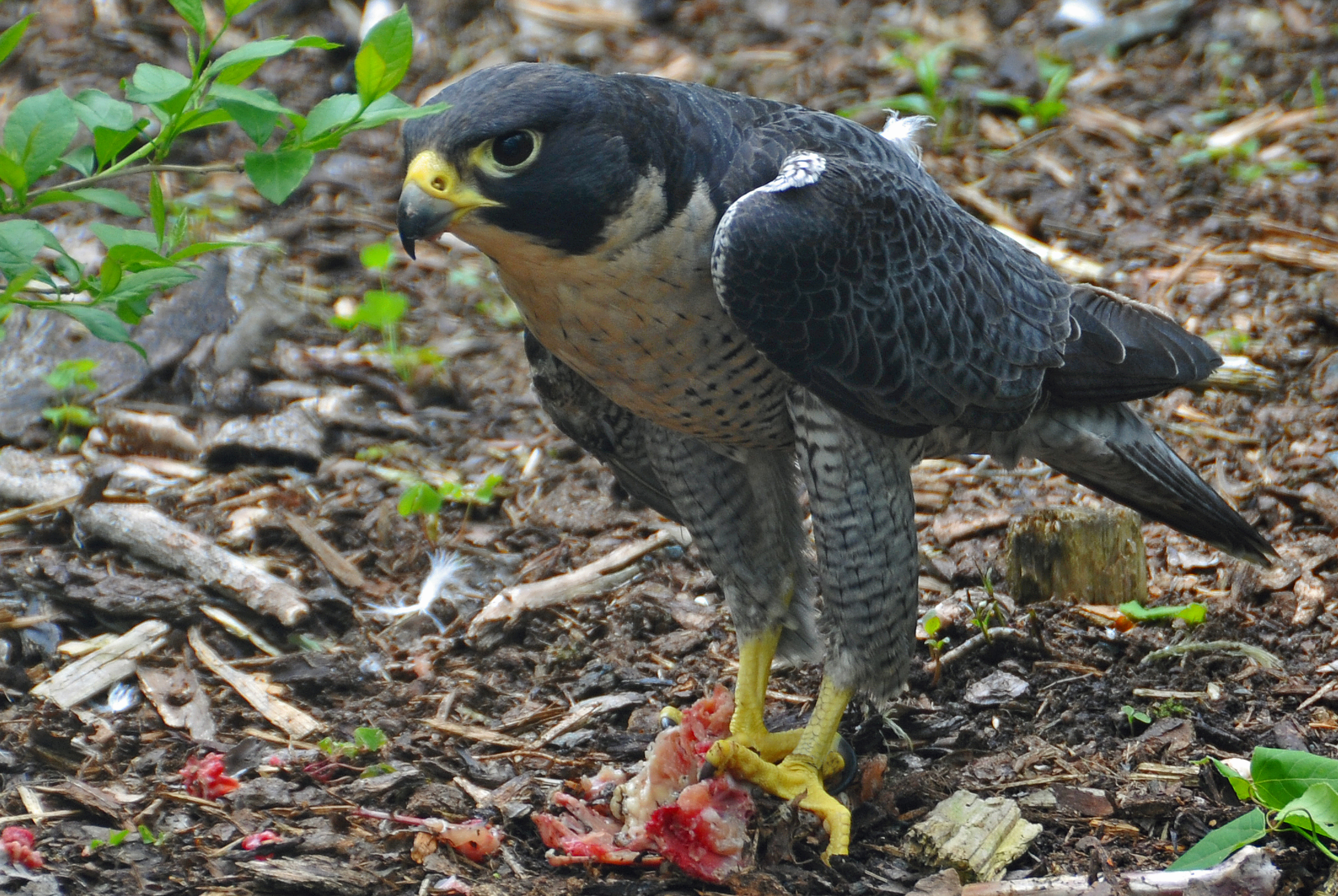 Peregrine Falcon wallpaper