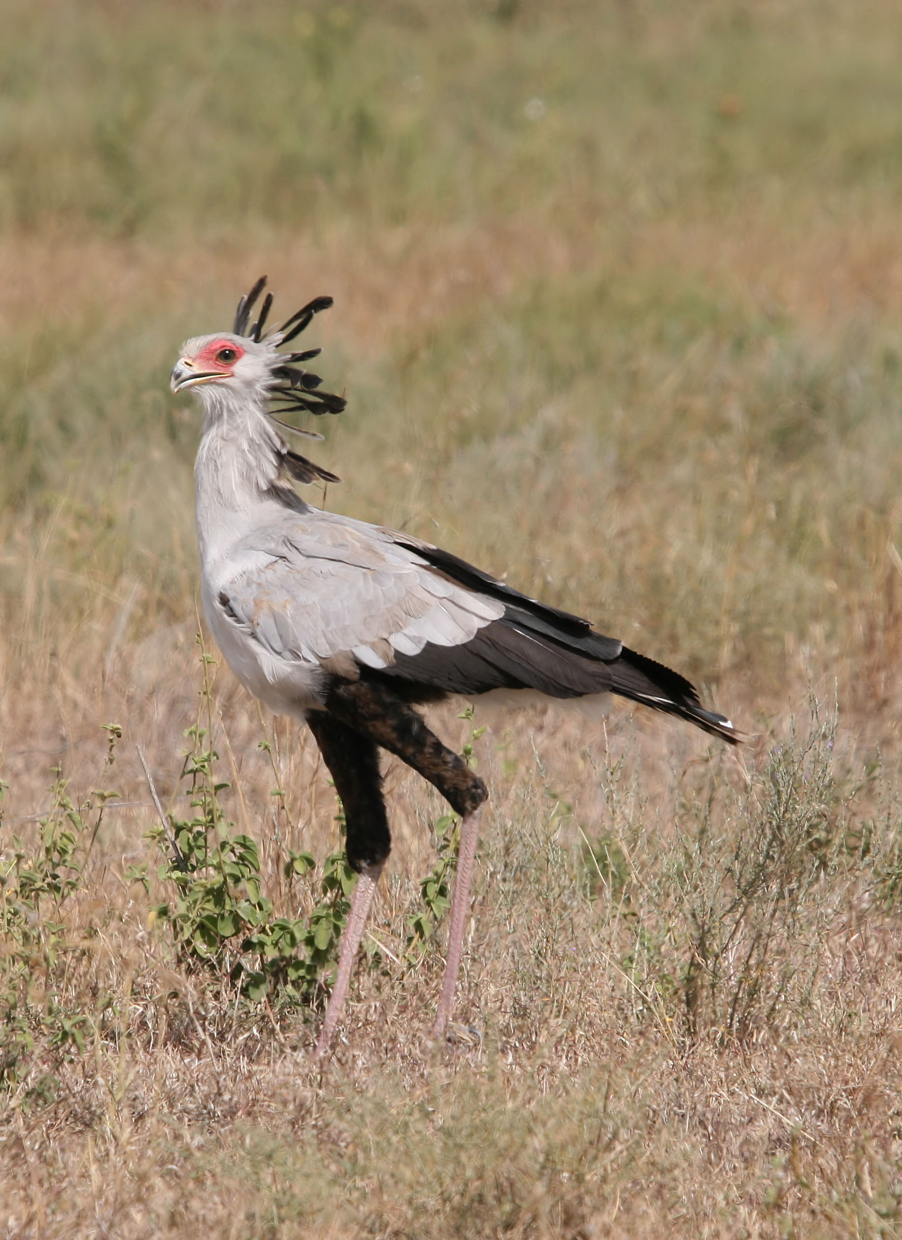 Secretary Bird wallpaper