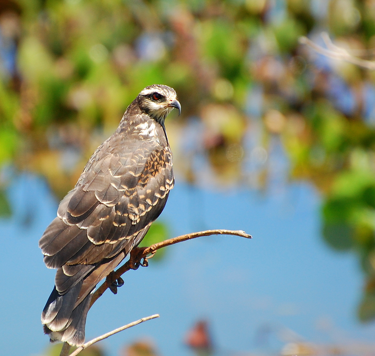 Snail Kite wallpaper