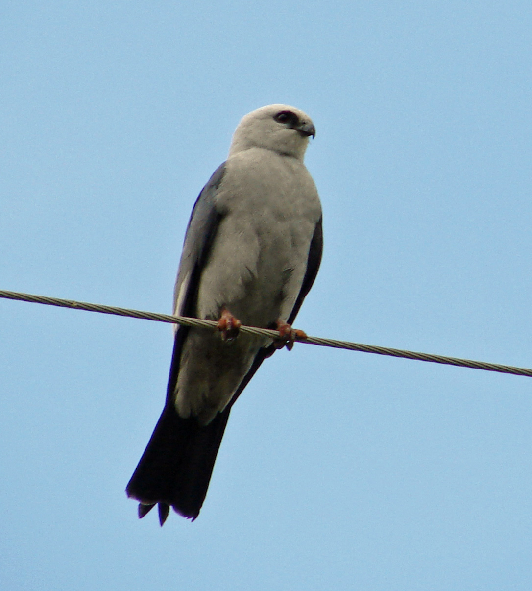 Mississippi Kite wallpaper