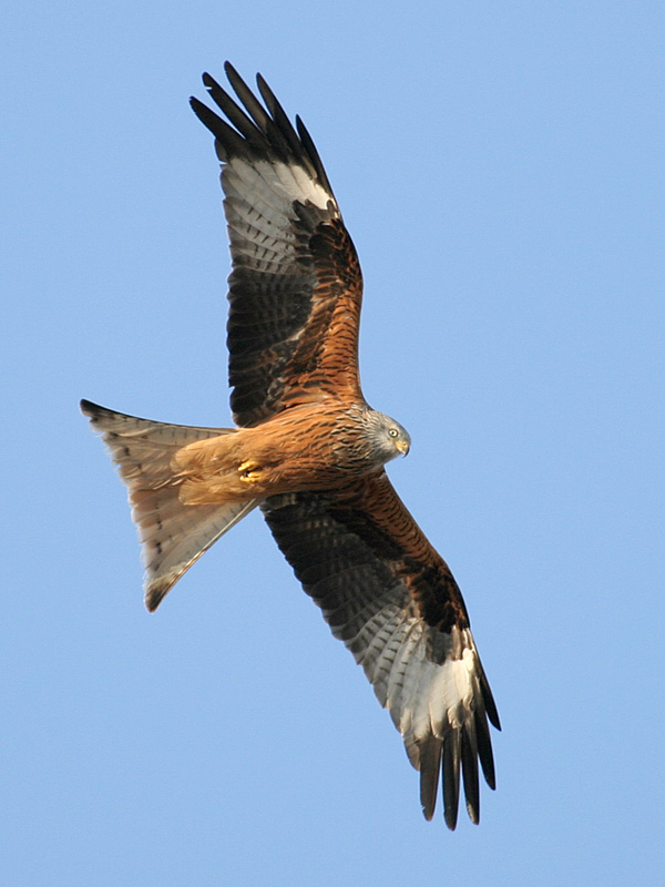 Red Kite wallpaper