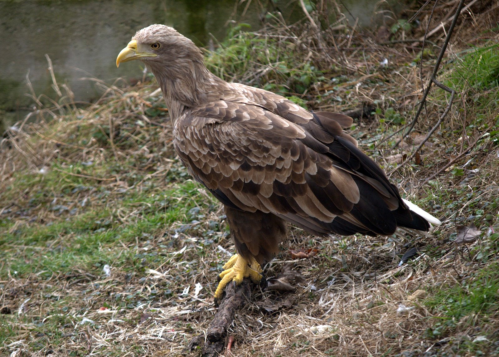 White-tailed Eagle wallpaper