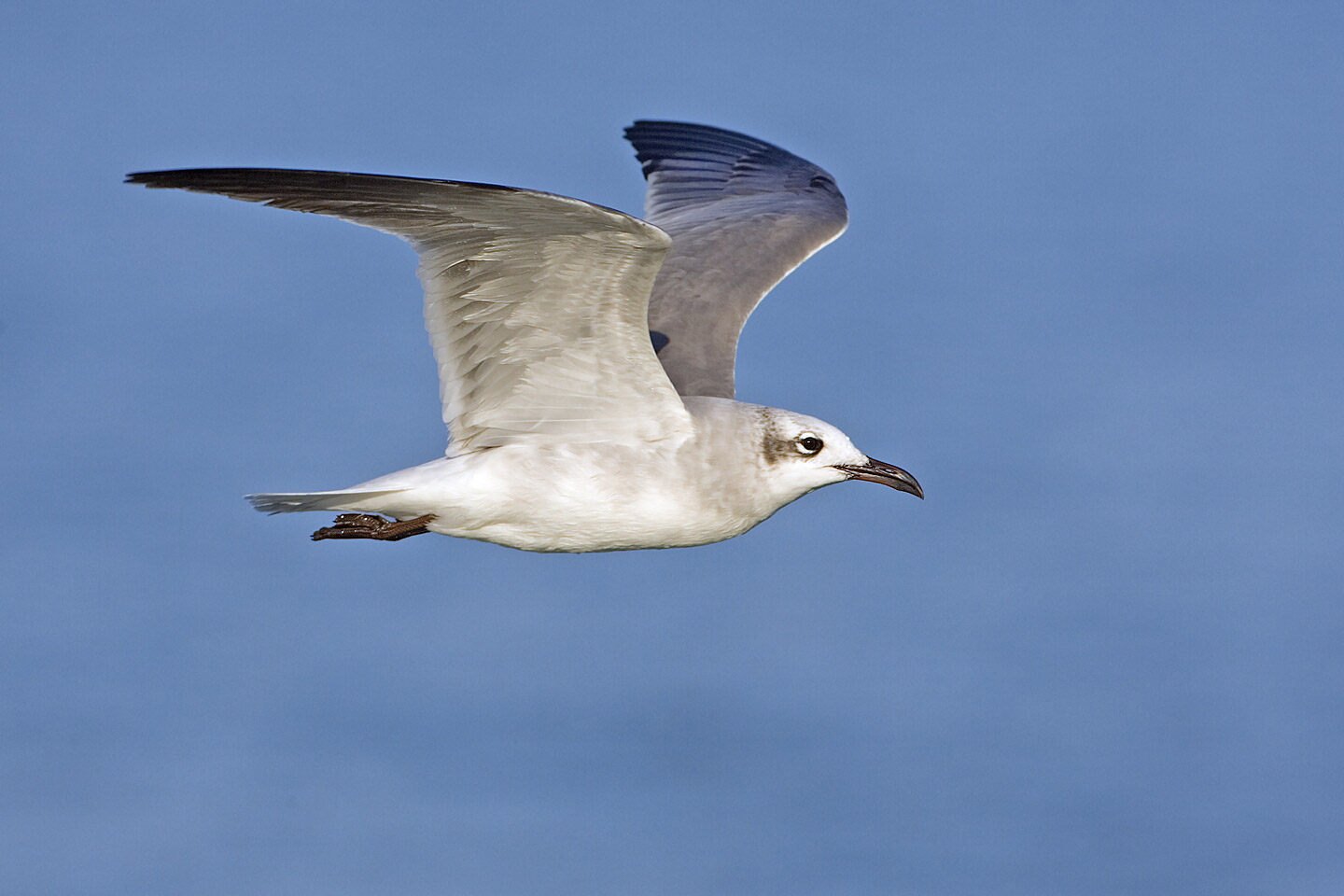 Laughing Gull wallpaper