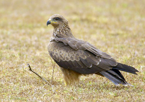 Black Kite wallpaper