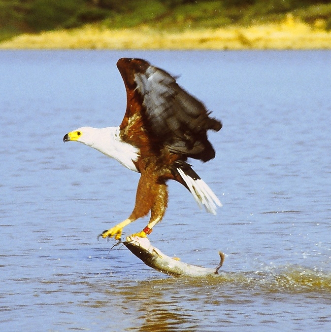 African Fish Eagle wallpaper