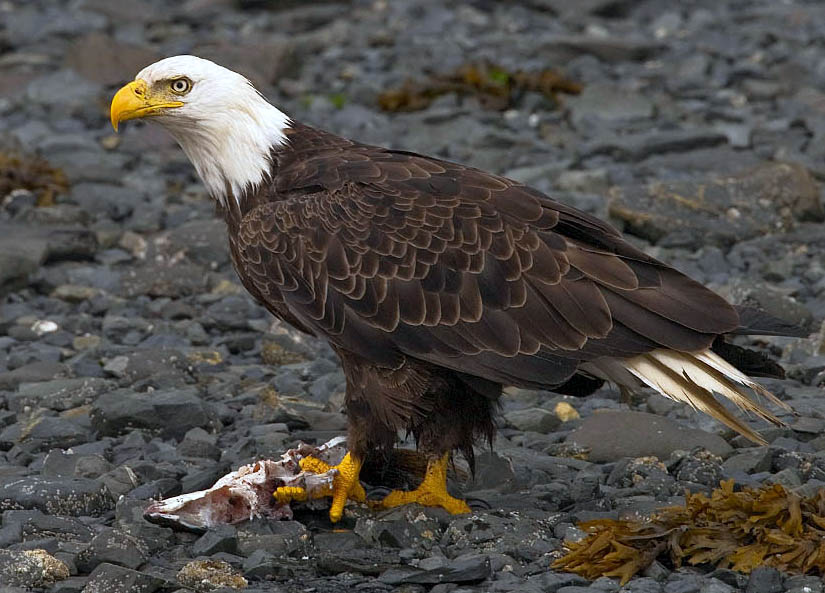 Bald Eagle wallpaper