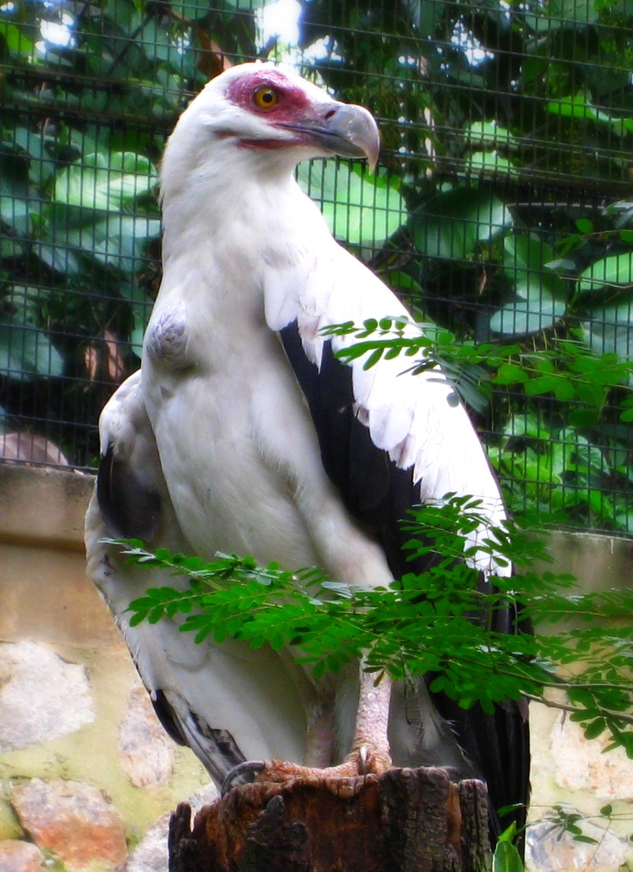 Palm-nut Vulture wallpaper