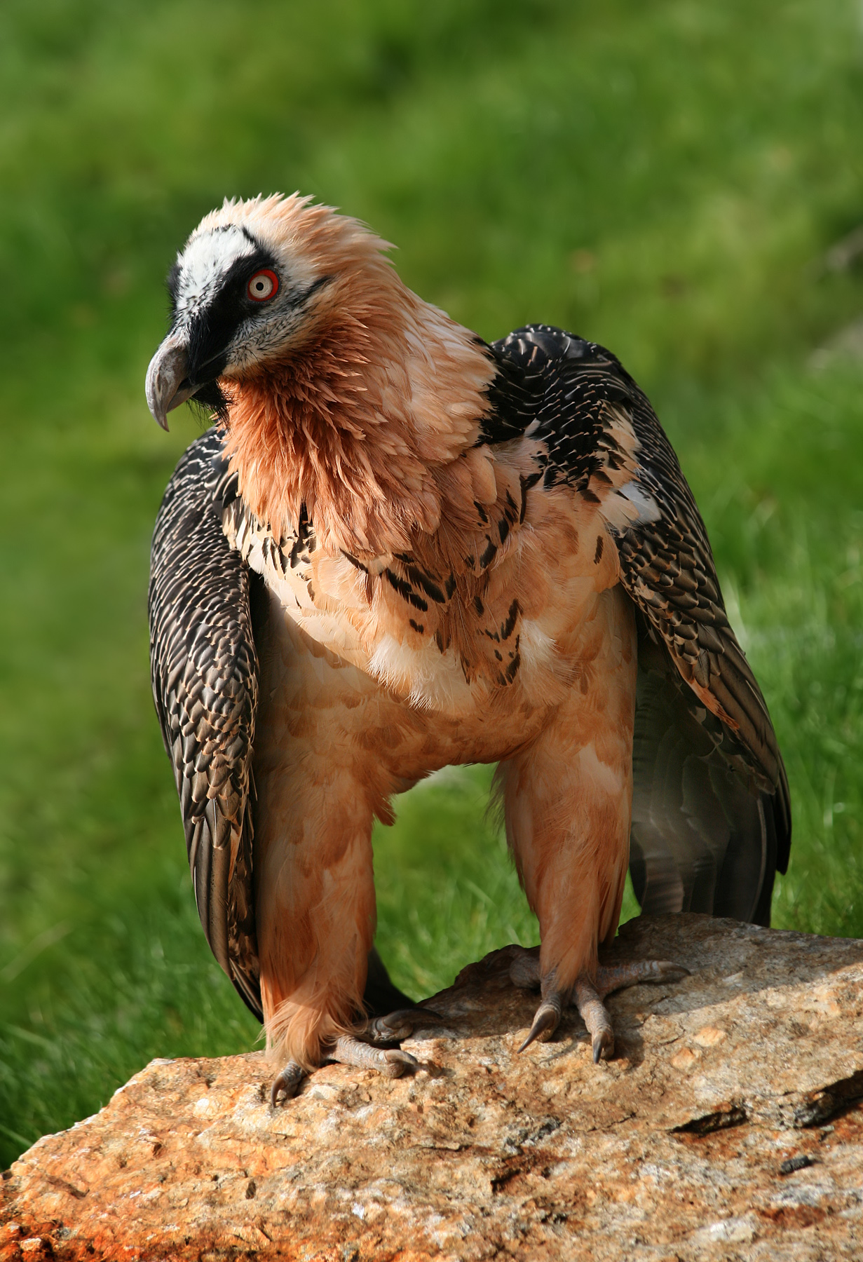 Bearded Vulture wallpaper