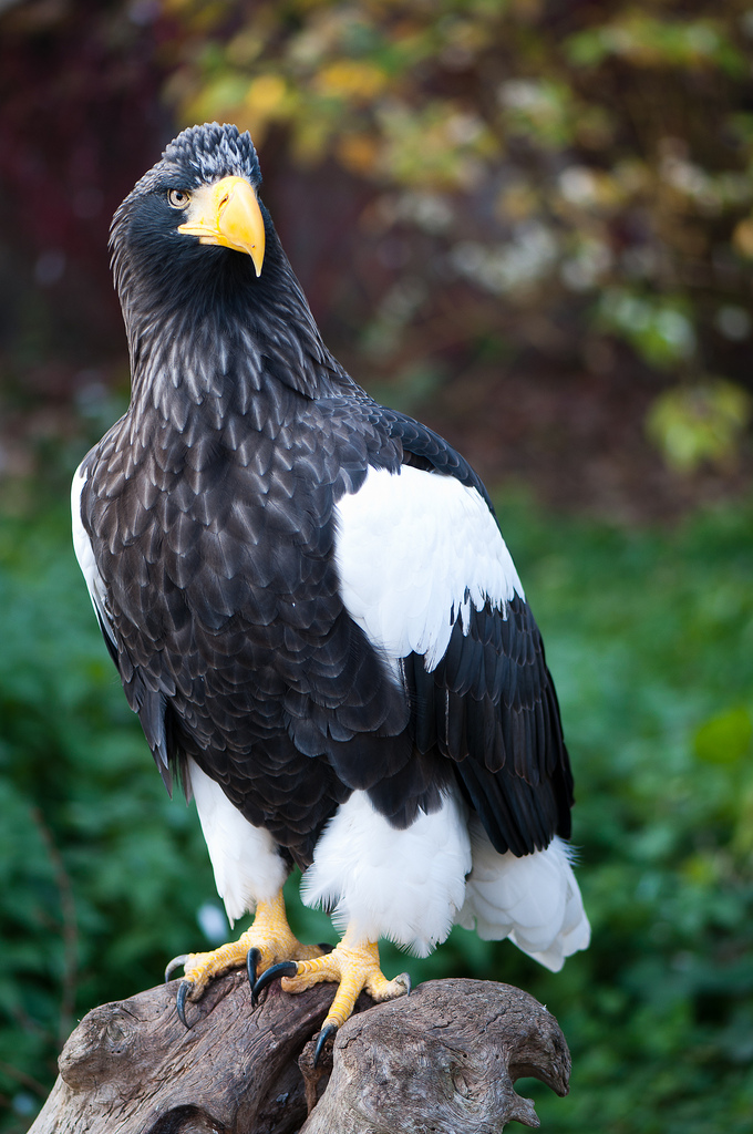 Steller's Sea Eagle wallpaper