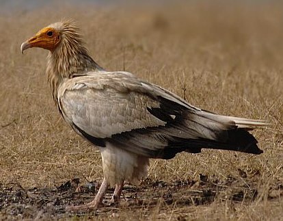 Egyptian Vulture wallpaper