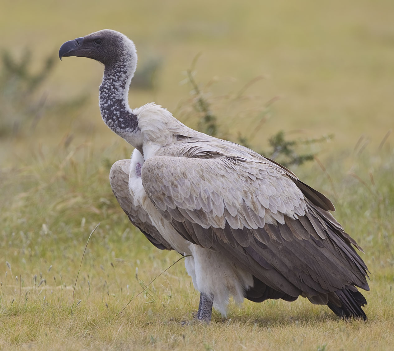 White-backed Vulture wallpaper