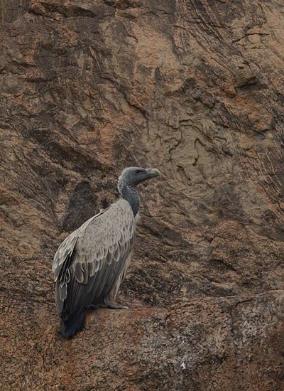 Indian Vulture wallpaper