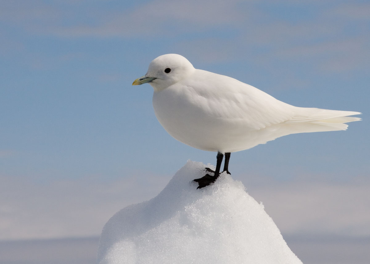 Ivory Gull wallpaper