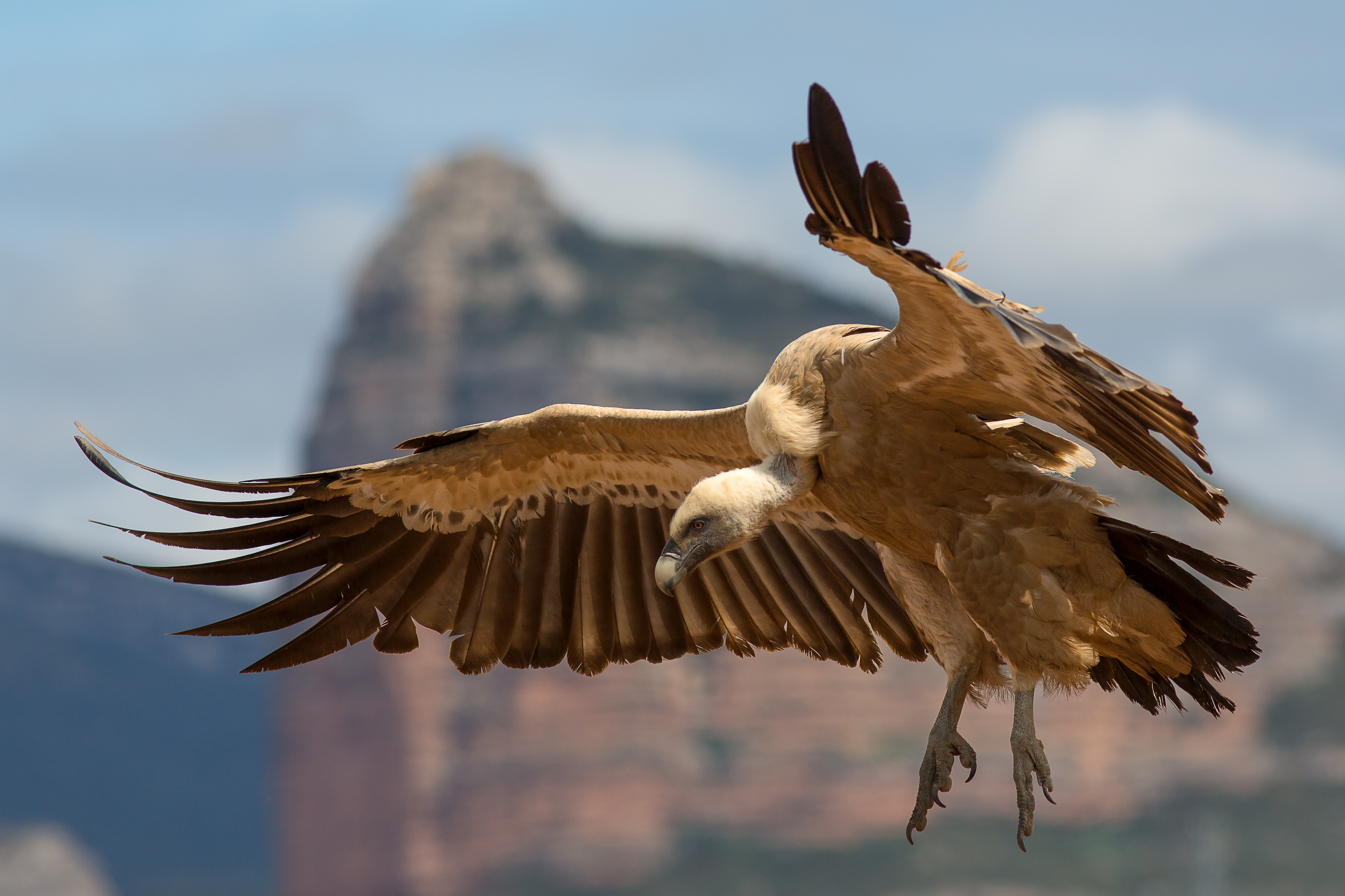 Griffon Vulture wallpaper