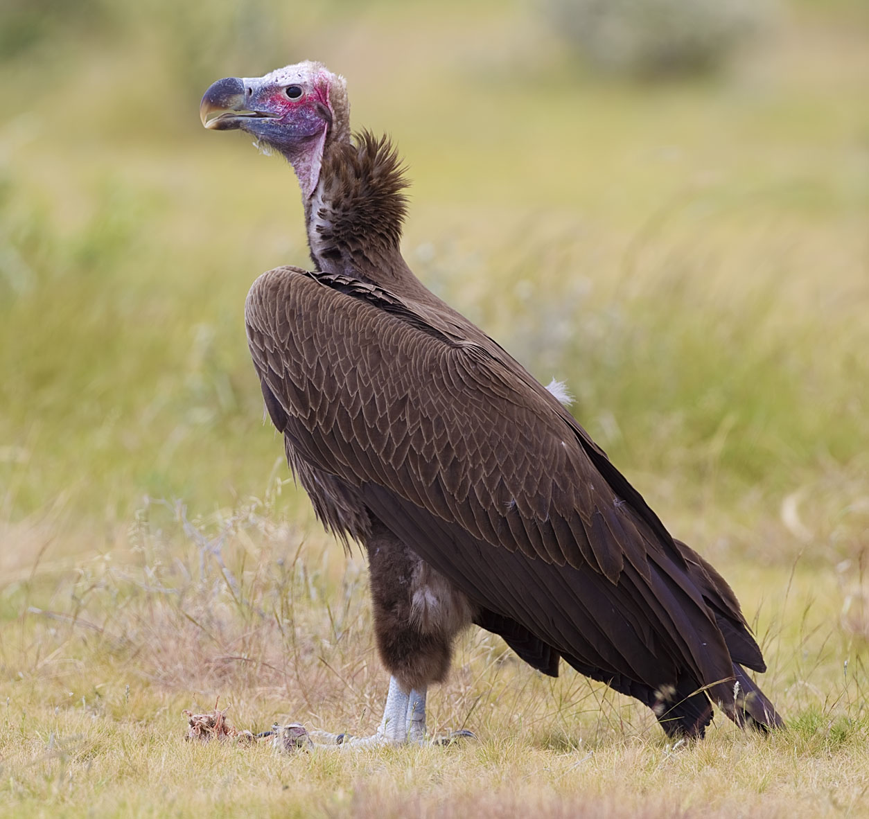 Lappet-faced Vulture wallpaper