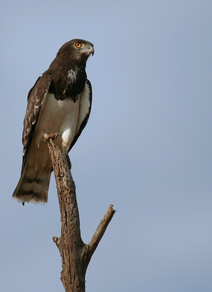 Black-chested Snake Eagle wallpaper