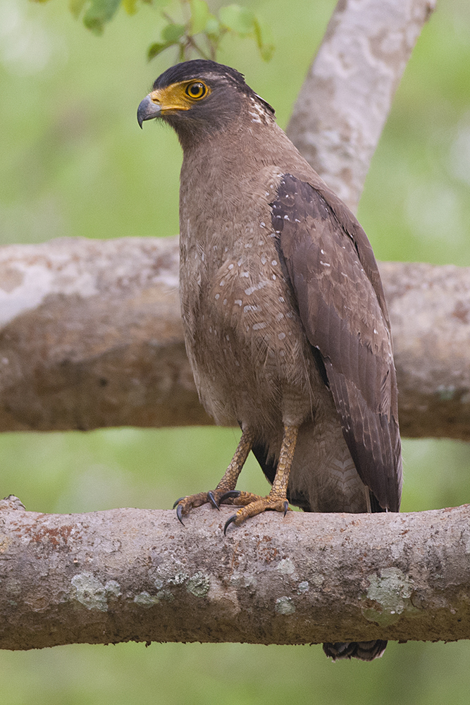 Crested Serpent Eagle wallpaper