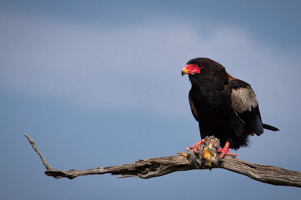 Bateleur wallpaper