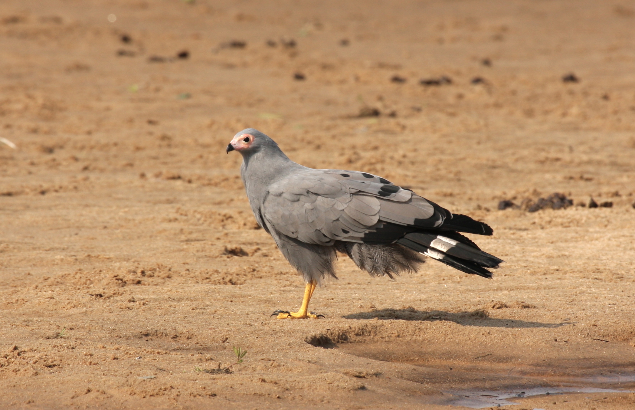 African Harrier-Hawk wallpaper