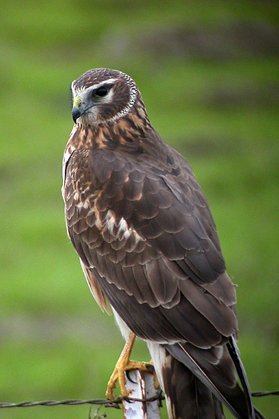 Northern Harrier wallpaper