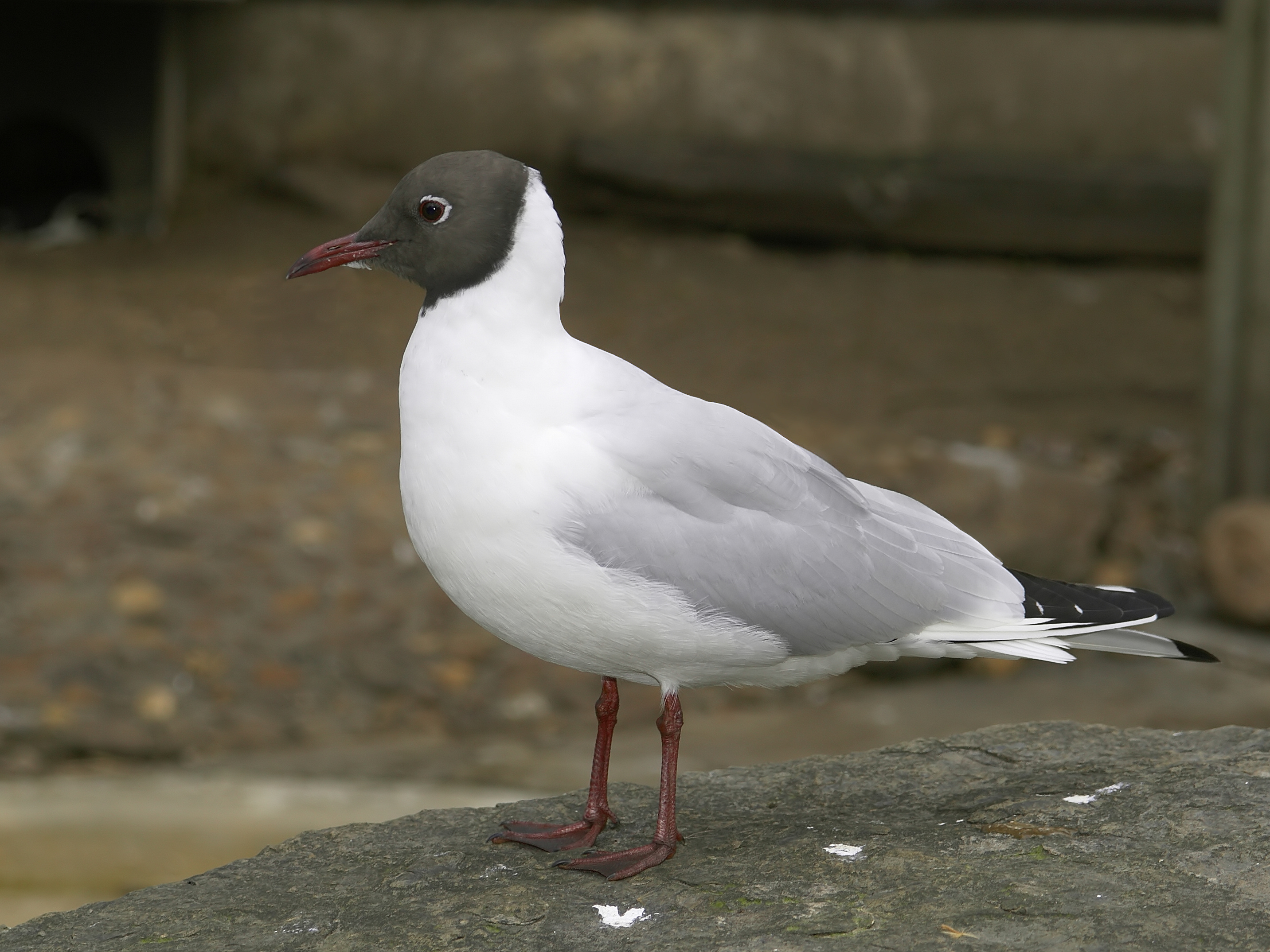 Common Black-headed Gull wallpaper