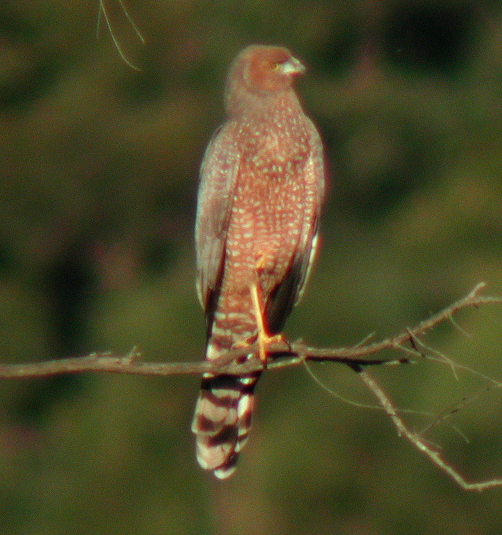 Spotted Harrier wallpaper