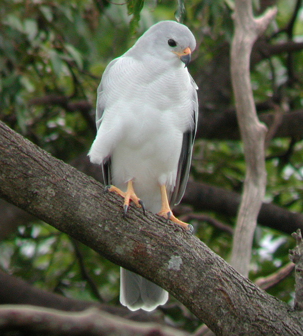 Grey Goshawk wallpaper