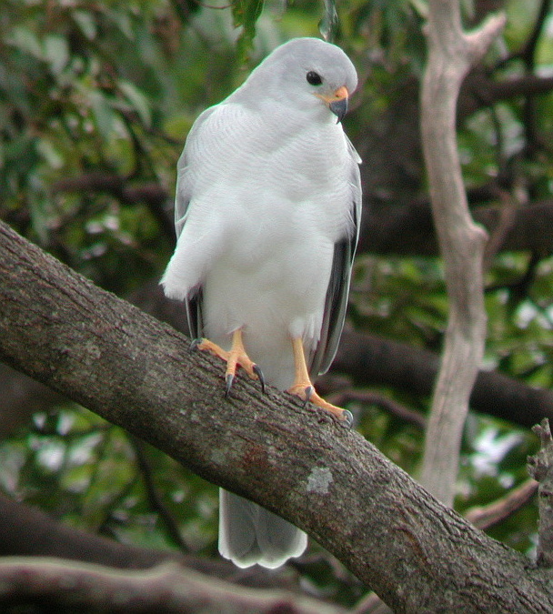 Grey Goshawk wallpaper