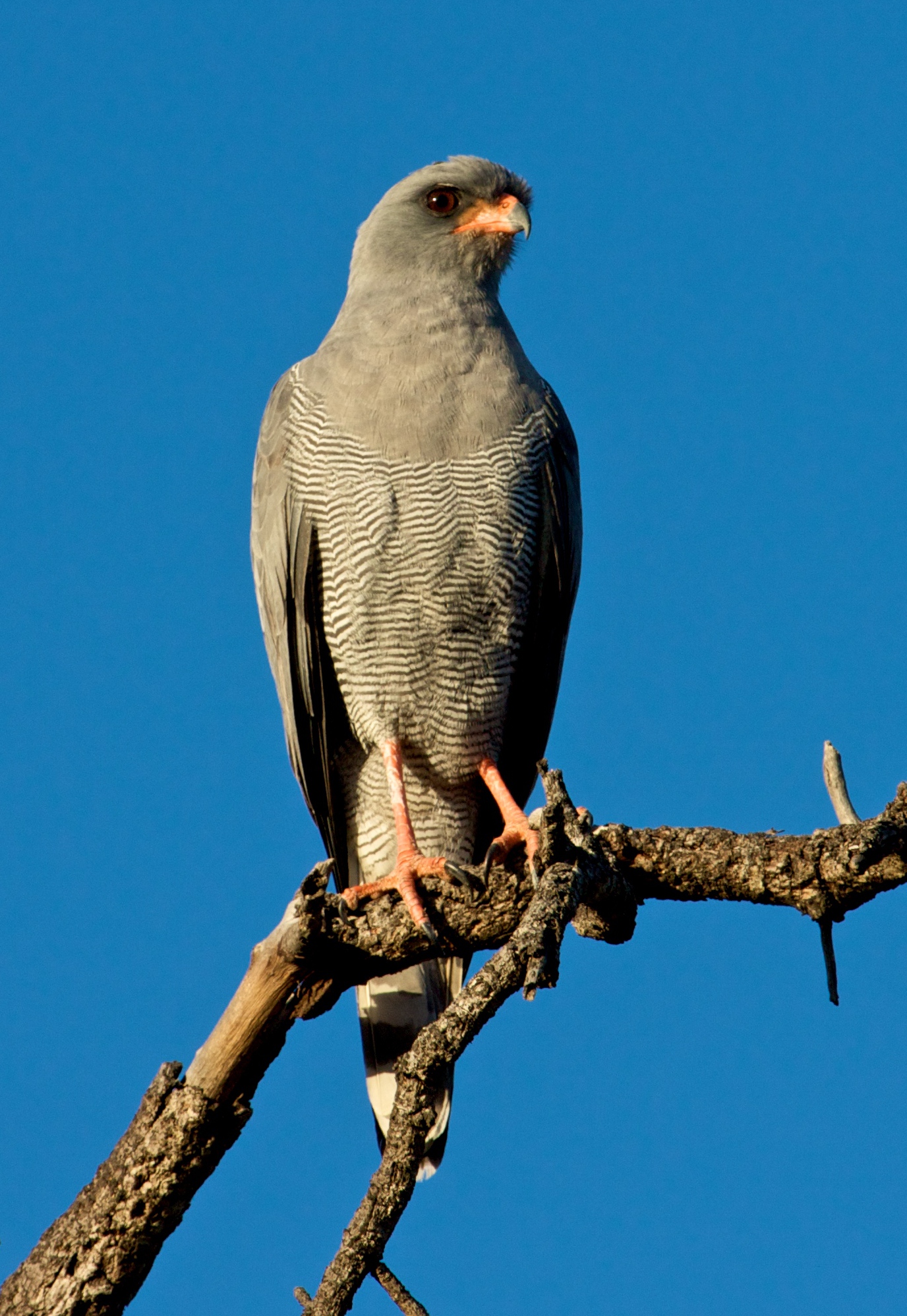 Dark Chanting Goshawk wallpaper