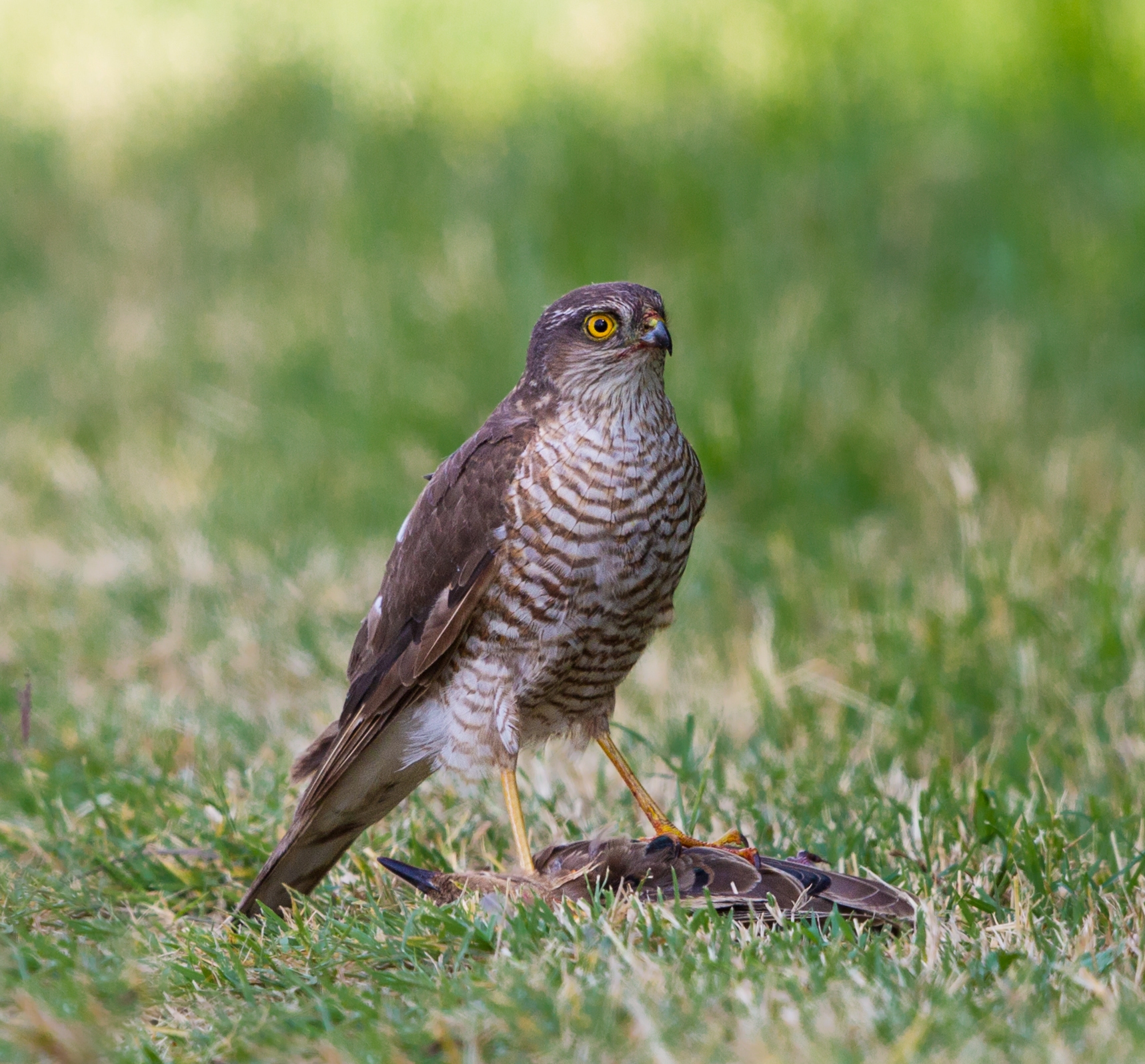 Eurasian Sparrowhawk wallpaper