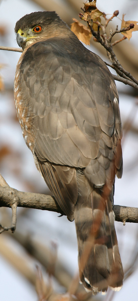 Cooper's Hawk wallpaper